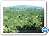 Coffee plantation