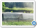 Ornamental plants being protected from the sun