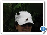 The butterfly garden