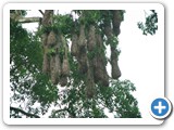 Oriol nests