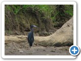 Ble Heron
