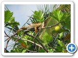Iguana