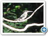 King Fisher