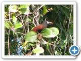 IMG_0444a