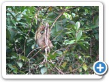 Sloth