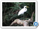Young Blue Heron