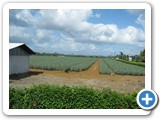pineappleplantation