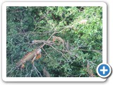 The Iguana tree