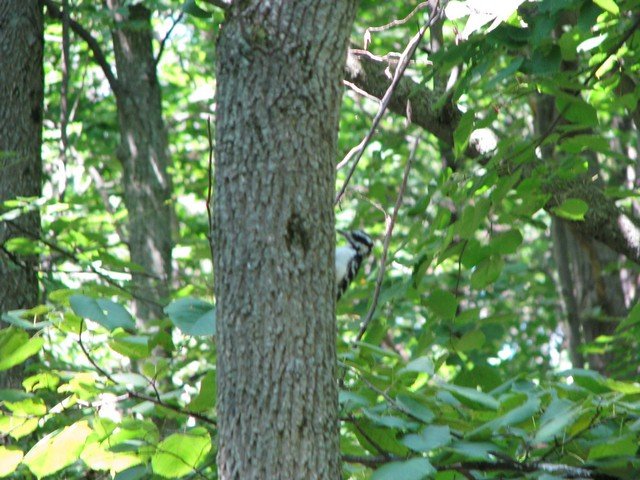 img_0960.jpg
