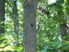 img_0960_small.jpg